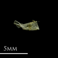 photo of Three-spined stickleback for assessment medial view