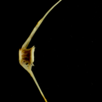 photo of Ballan wrasse caudal vertebra lateral view