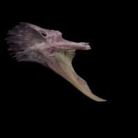 photo of Meagre posttemporal medial view