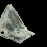 photo of Roach opercular medial view