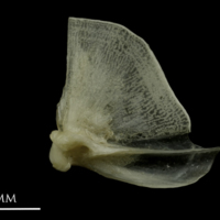 photo of Common pandora quadrate lateral view