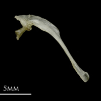 photo of Sandsmelt maxilla lateral view