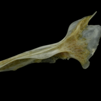 photo of Couch's seabream cleithrum lateral view