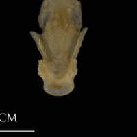 photo of Shore rockling parasphenoid basioccipital complex dorsal view