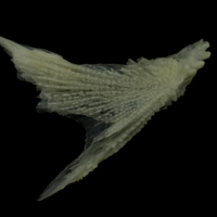 photo of Red gurnard posttemporal lateral view