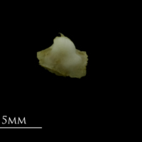 photo of Mediterranean moray for assessment medial view