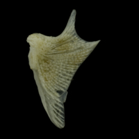 photo of Red gurnard opercular lateral view