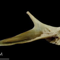 photo of Turbot articular medial view