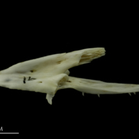 photo of Mediterranean moray vomer lateral view