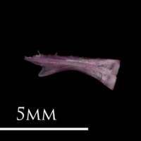 photo of Dragonet ceratohyal lateral view