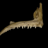 photo of Greater amberjack premaxilla lateral view