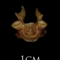 photo of Sea scorpion first vertebra anterior view