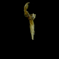 photo of Three-spined stickleback for assessment medial view