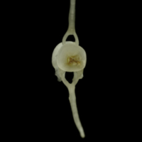 photo of Burbot caudal vertebra anterior view