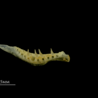 photo of Gilthead seabream pharyngeal dorsal view