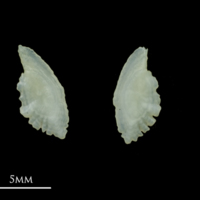 photo of Scad otolith(s) detail view
