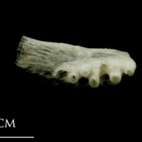 photo of Atlantic halibut pharyngeal dorsal view