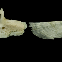 photo of Northern pike subopercular medial view