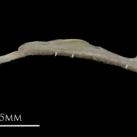 photo of European eel premaxilla medial view