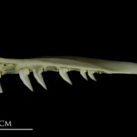 photo of Mediterranean moray premaxilla lateral view