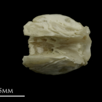 photo of Grayling basioccipital ventral view