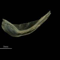 photo of European smelt preopercular medial view