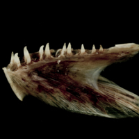 photo of Atlantic halibut dentary medial view