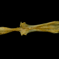 photo of Thinlip grey mullet  parasphenoid dorsal view