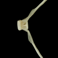 photo of Haddock ultimate vertebra lateral view