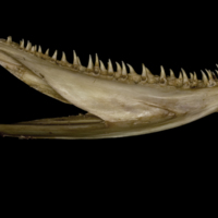 photo of Greater amberjack dentary medial view