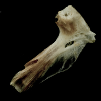 photo of Atlantic halibut hyomandibular medial view