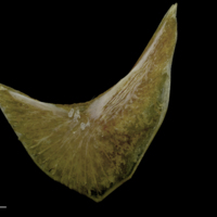 photo of Spanish mackerel preopercular lateral view