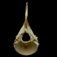 photo of Atlantic bluefin tuna  first vertebra anterior view
