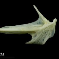 photo of Bullrout articular lateral view