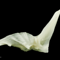 photo of Freshwater bream cleithrum lateral view