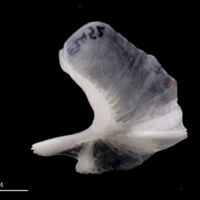 photo of European flounder urohyal lateral view