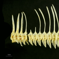 photo of European plaice precaudal vertebra lateral view