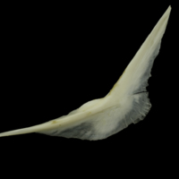 photo of Grey Triggerfish preopercular lateral view