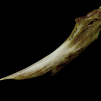 photo of European conger ceratohyal medial view