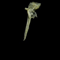 photo of Three-spined stickleback for assessment lateral view