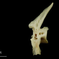 photo of Haddock precaudal vertebra lateral view