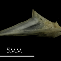 photo of Eelpout articular lateral view