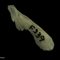 photo of Grayling supracleithrum lateral view