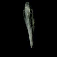 photo of European anchovy supracleithrum lateral view