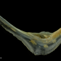 photo of Black seabream preopercular medial view