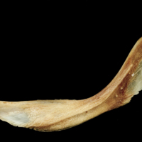 photo of Catfish cleithrum lateral view