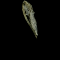 photo of Three-spined stickleback for assessment medial view