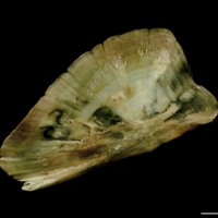 photo of Turbot subopercular medial view