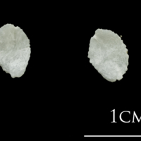photo of Turbot otolith(s) detail view