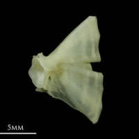 photo of Bullrout ultimate vertebra detail view